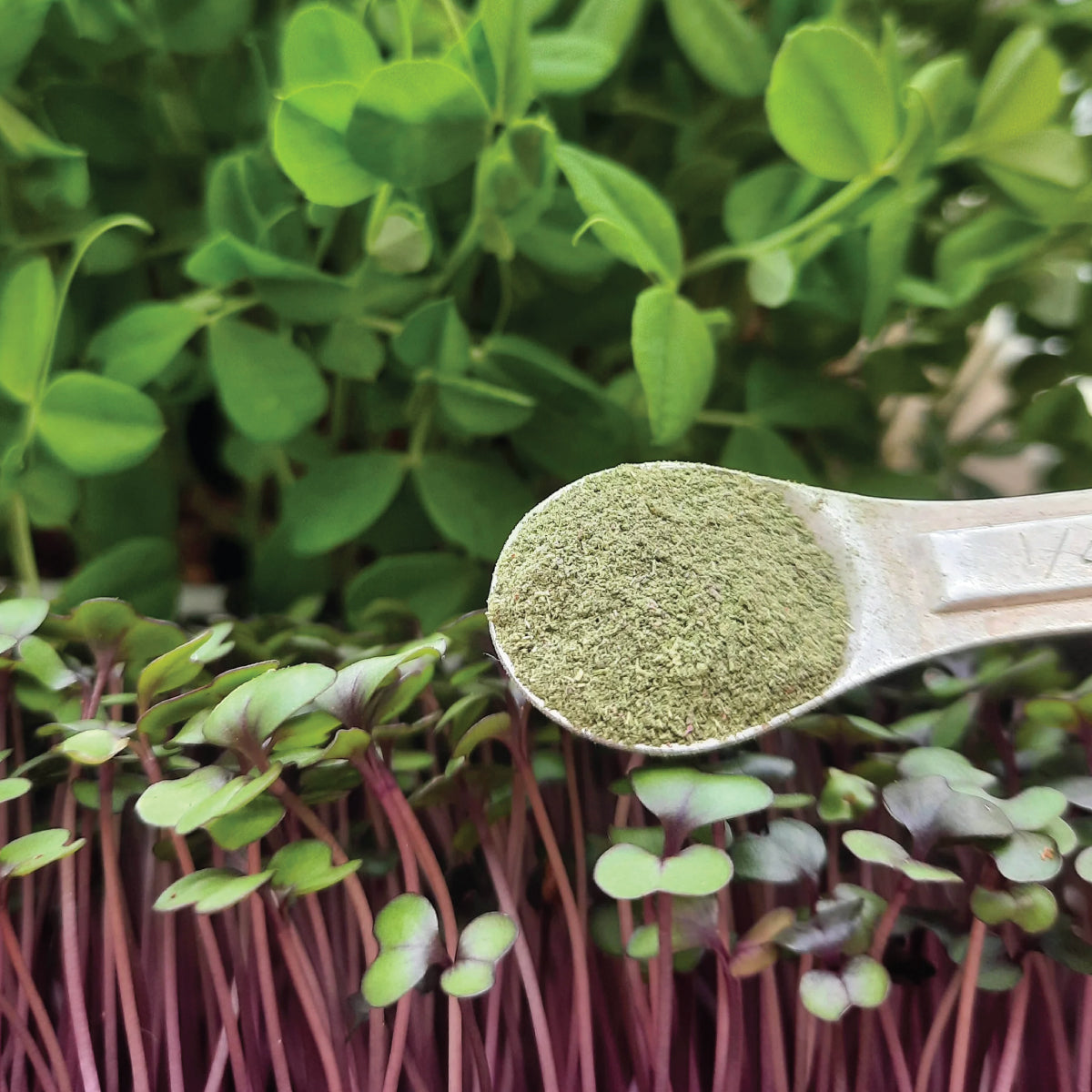 Microgreen Power Powder