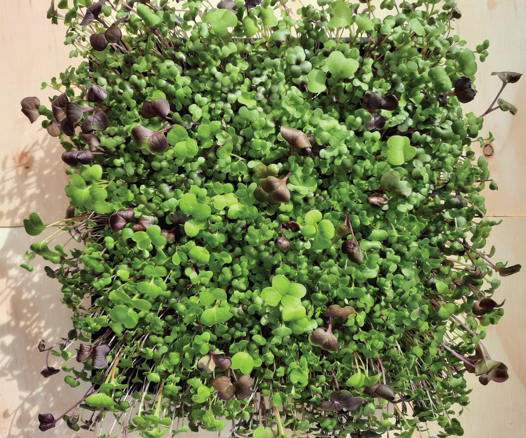 Botanical Companions Gift Card