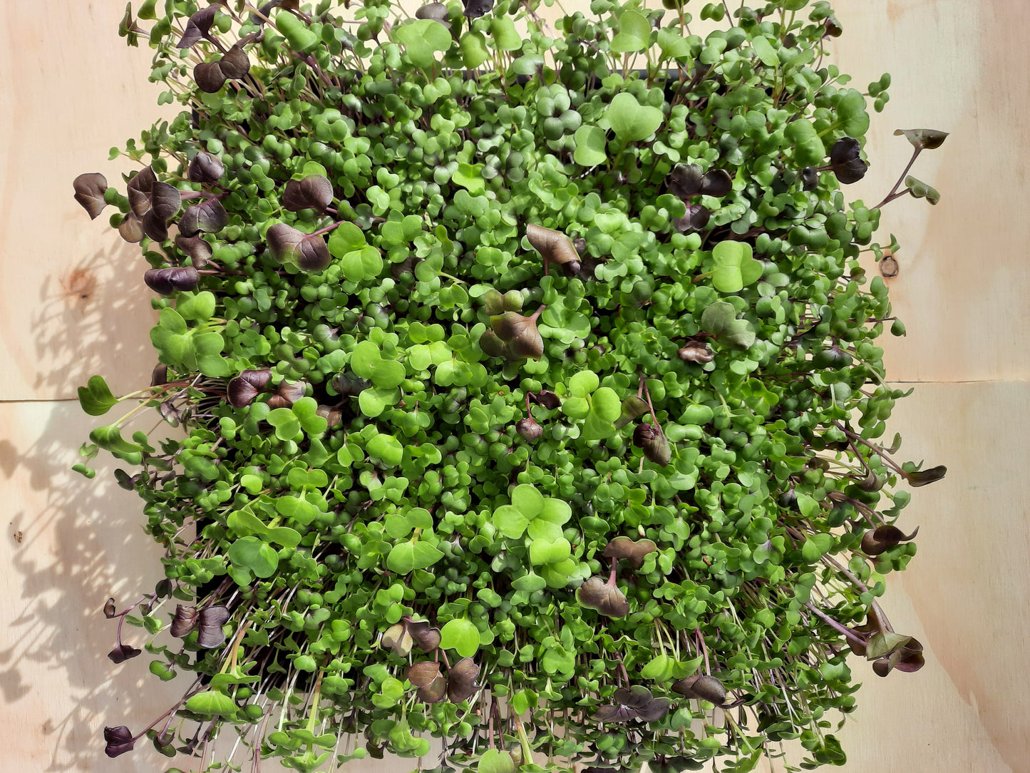 Microgreen Garden Home Grow Kit-Single