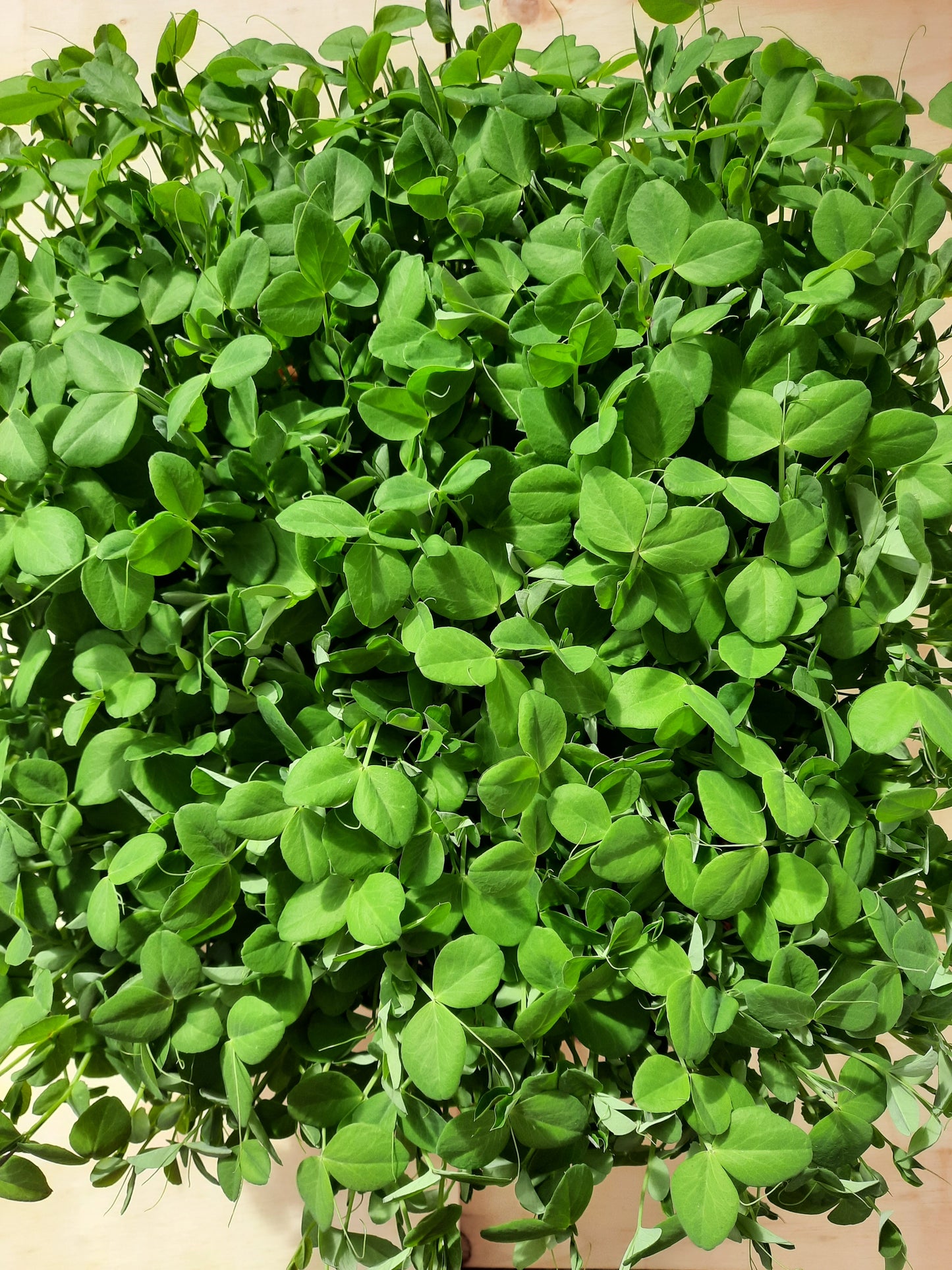 Microgreen Garden Home Grow Kit-Single